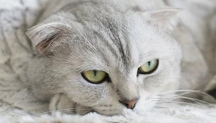 开云·体育官网APP下载-《《守望先锋》迎来大更新，新英雄“炉心”正式登场》，守望先锋新公告